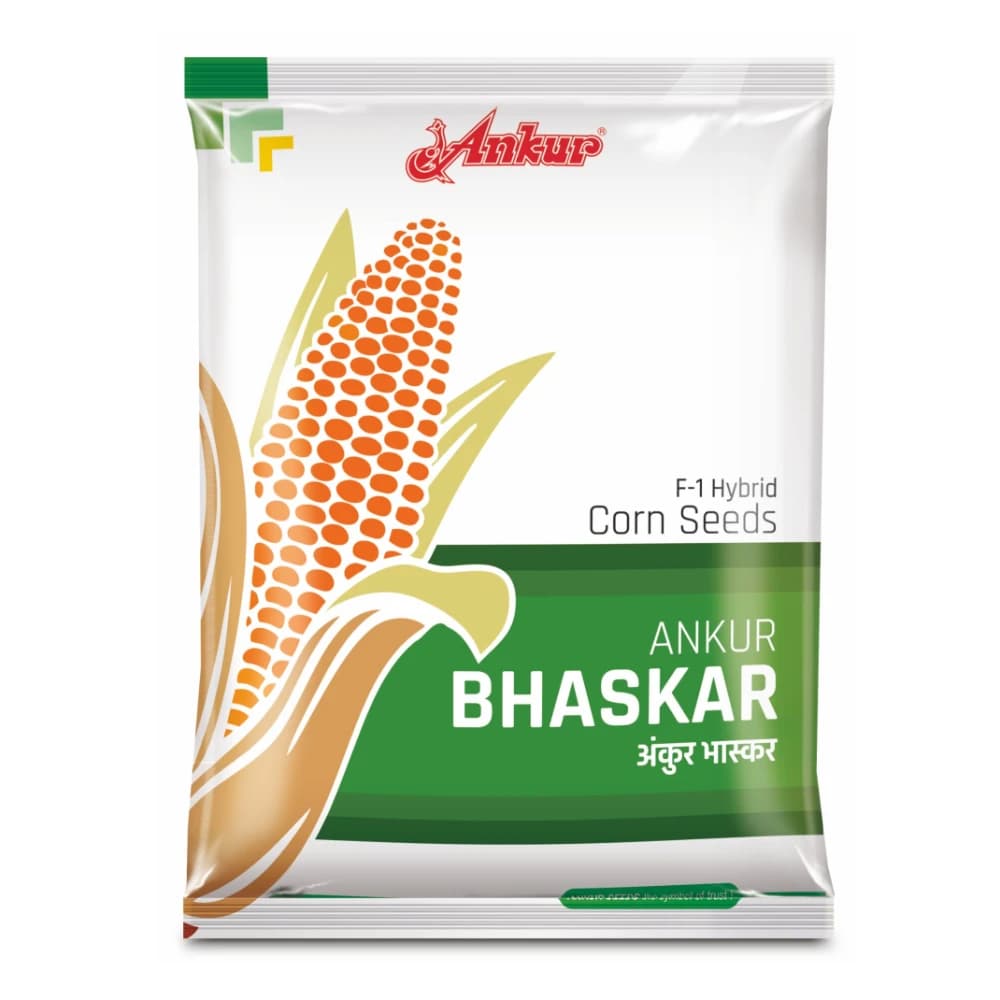 Ankur BHASKAR F1 Hybrid Maize Seeds, Makka Ke Beej, High Yield, Lodging Tolerant, Silage Ready And Dual Purpose Use