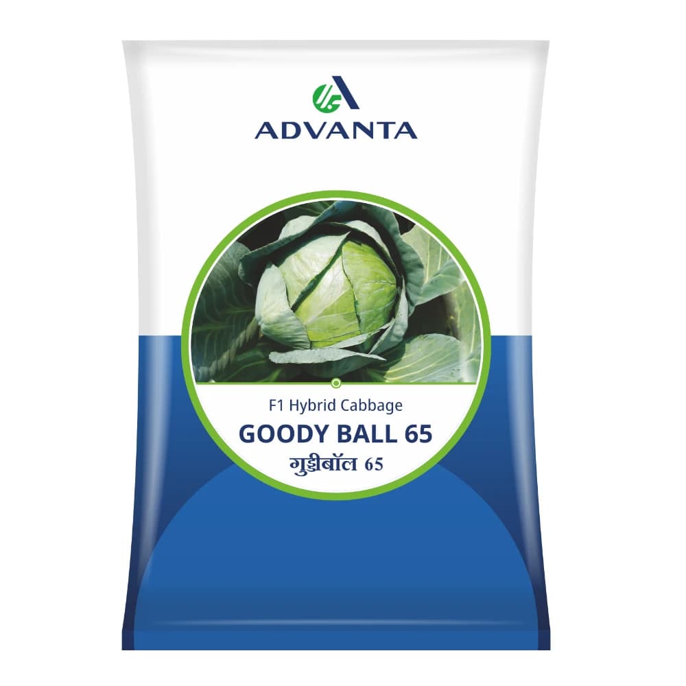 Advanta Goody Ball 65 F1 Hybrid Cabbage Seeds, Round Heads And Bluish Green Foliage